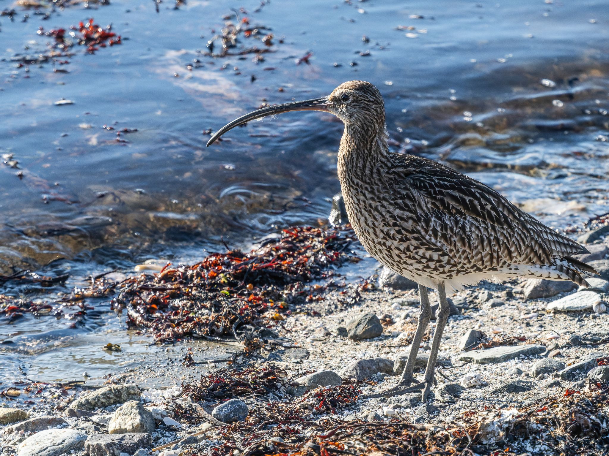 Großer Brachvogel